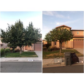 Efrain Tree Services - Before and after - Tree Services Near Me