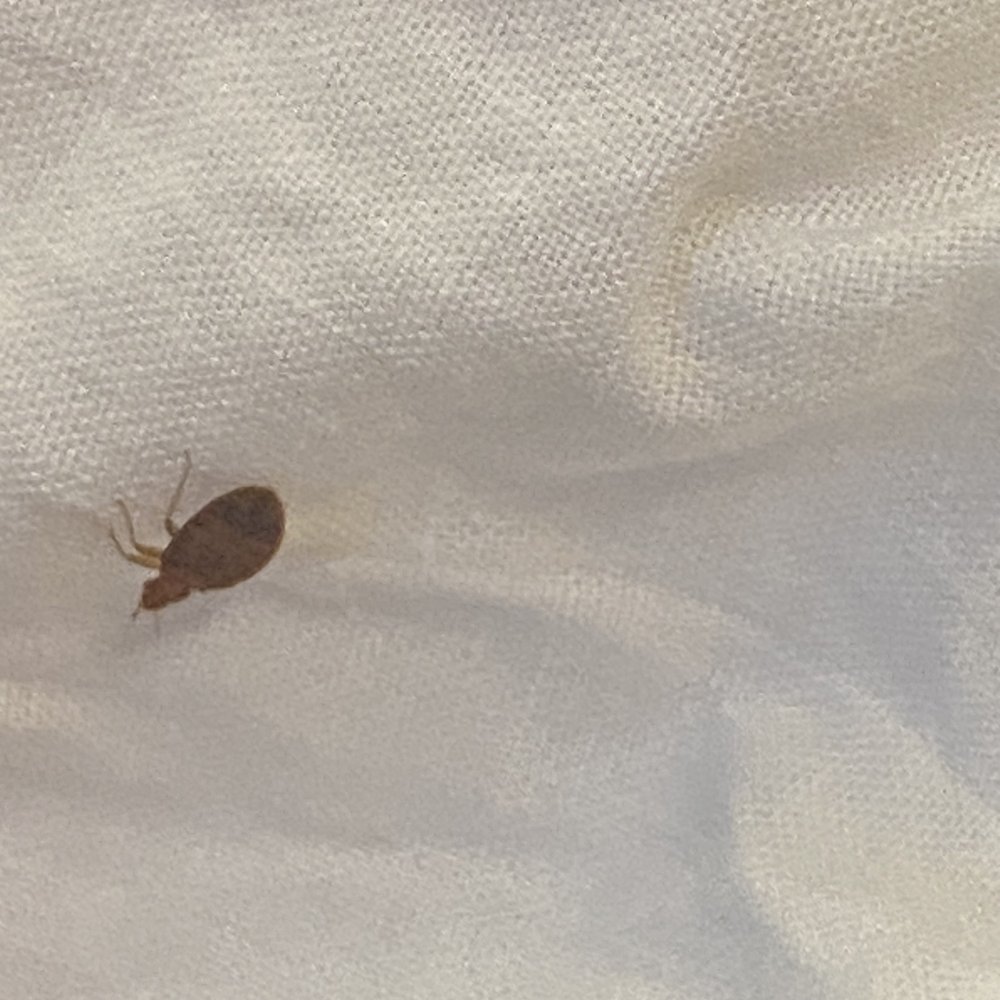 Sunnyside Nursing Center - Bedbugs - Physical Therapy Near Me - Torrance, California Sunnyside Nursing Center - Bedbugs - Physical Therapy Near Me - Torrance, California