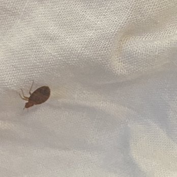 Sunnyside Nursing Center - Bedbugs - Physical Therapy Near Me - Torrance, California