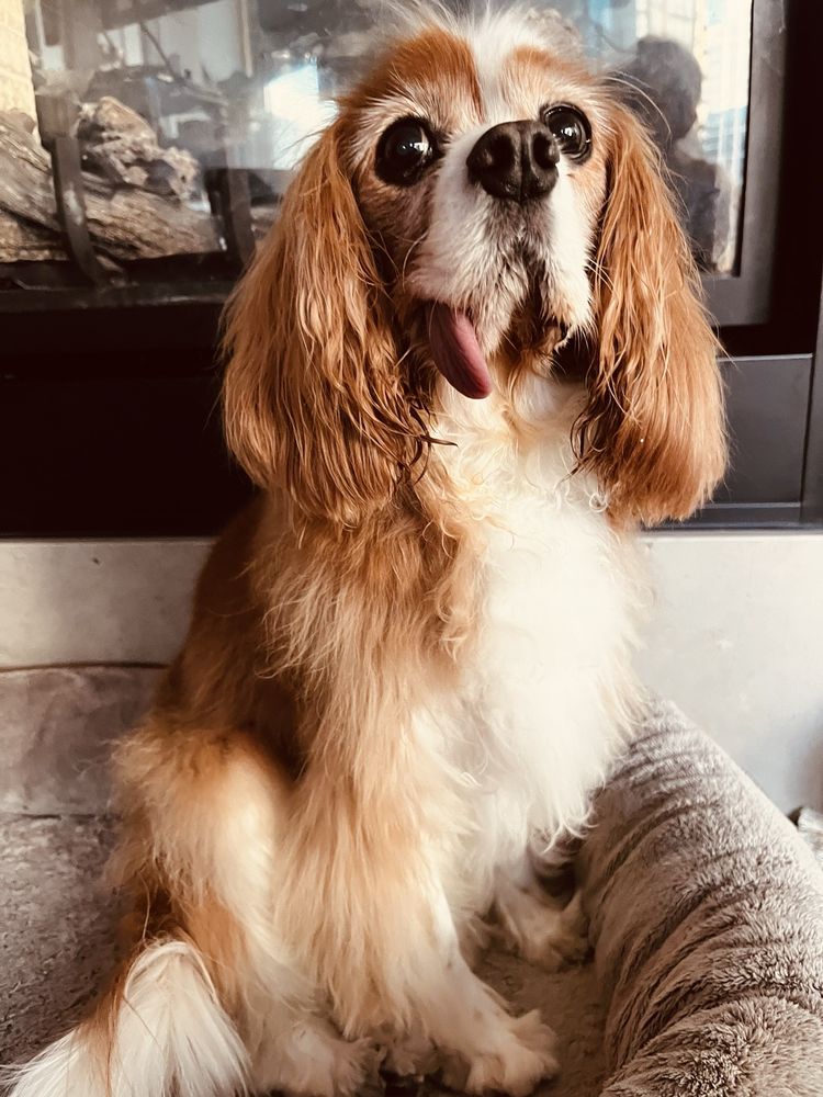 o Jupiter Florida Real Estate For Sale