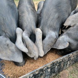 Totten Family Farm - Our very own pasture raised, Large Black pigs eating spent grain from Jersey Girl Brewery down the street.