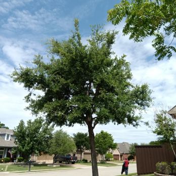 Sunshine Landscaping - Trimming tree - Landscaping Near Me Sunshine Landscaping - Trimming tree - Landscaping Near Me