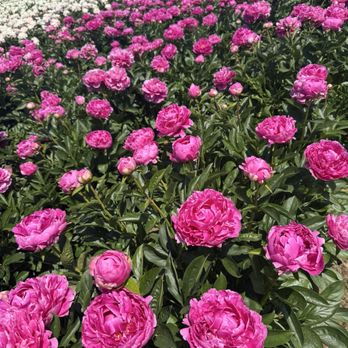 Adelman Peony Gardens - Nurseries & Gardening Near Me - Salem, Oregon