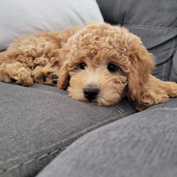 4E Kennels - Pet Breeders Near Me