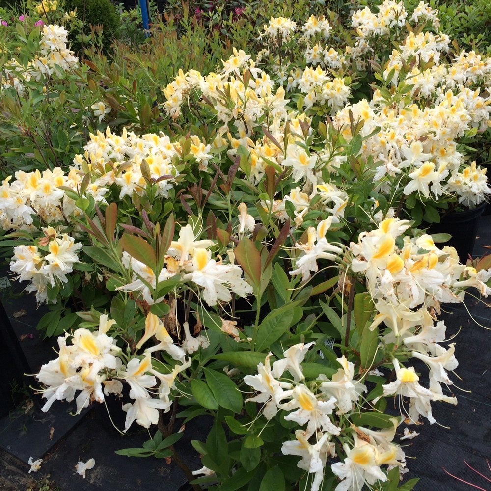 Jardissimo - Nurseries & Gardening Near Me - Prévost, Quebec