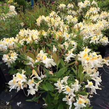 Jardissimo - Nurseries & Gardening Near Me - Prévost, Quebec Jardissimo - Nurseries & Gardening Near Me - Prévost, Quebec