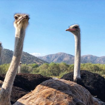 Ostrichland USA - Ostrich - Attraction Farms Near Me - Solvang, California Ostrichland USA - Ostrich - Attraction Farms Near Me - Solvang, California