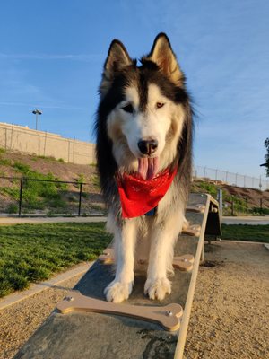 Fletcher Fetch Park by null