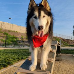 Fletcher “Fetch” Dog Park - Happy dog