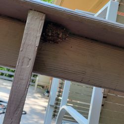 Go-Forth Pest Control