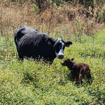 Briones Regional Park - A lone cow greets her young calf at a lagoon hidden among the hills. - Parks Near Me - Martinez, California Briones Regional Park - A lone cow greets her young calf at a lagoon hidden among the hills. - Parks Near Me - Martinez, California