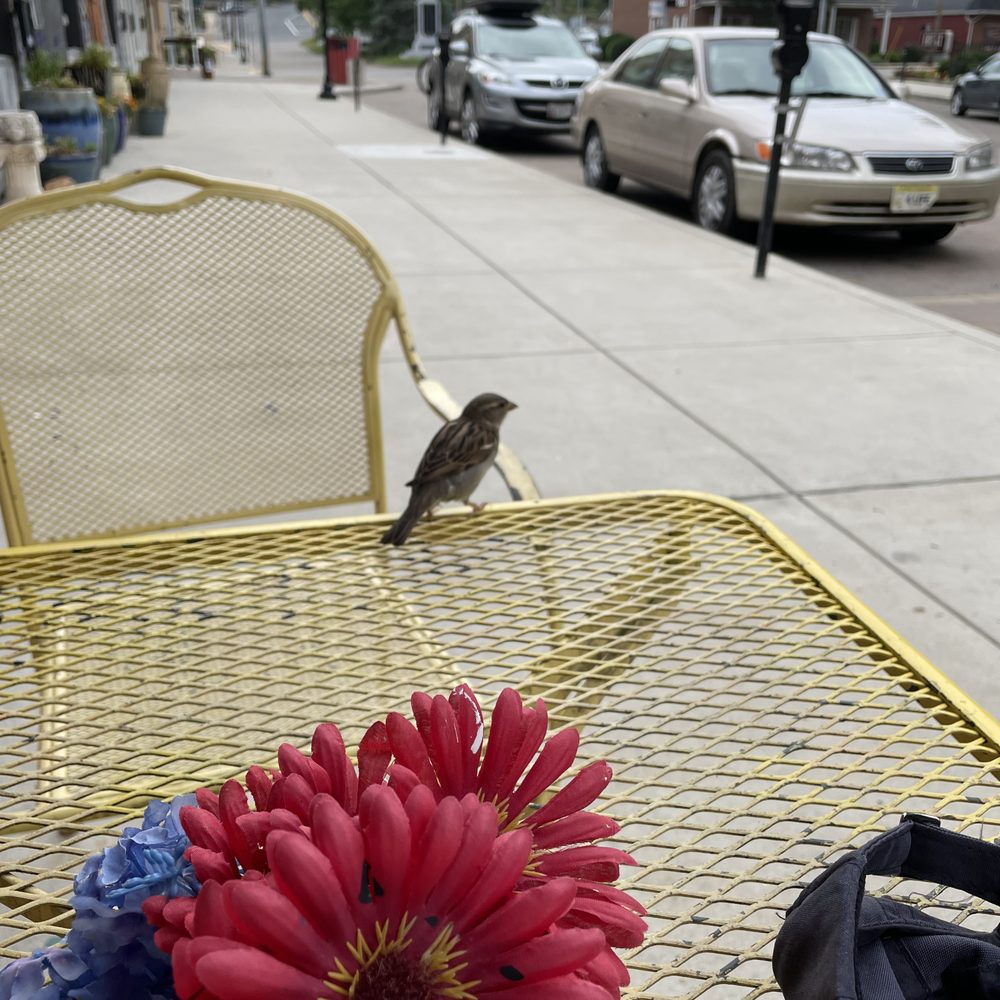 Fairfax Coffee House - If you are lucky, this little guy will show up at your table! - Coffee & Tea Near Me - Berkeley Springs, West Virginia Fairfax Coffee House - If you are lucky, this little guy will show up at your table! - Coffee & Tea Near Me - Berkeley Springs, West Virginia
