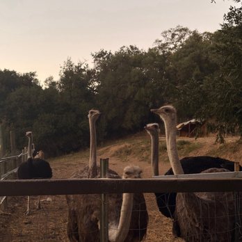 Elliston Vineyards - Wineries Near Me - Sunol, California