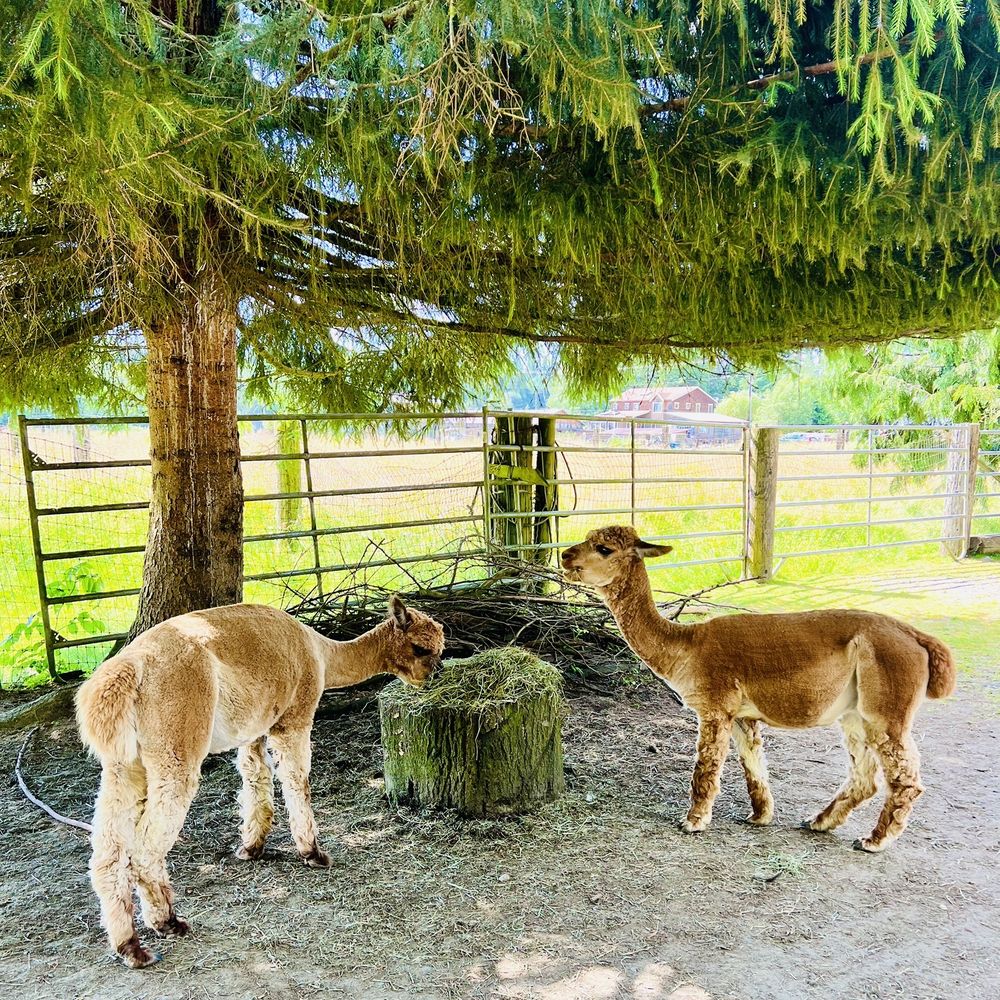 The Outback Kangaroo Farm - Zoos Near Me - Arlington, Washington The Outback Kangaroo Farm - Zoos Near Me - Arlington, Washington