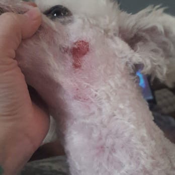 Petco - The razor burn from Angie's grooming. - Pet Groomers Near Me - Clarksville, Tennessee Petco - The razor burn from Angie's grooming. - Pet Groomers Near Me - Clarksville, Tennessee