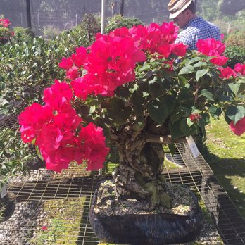 Miami Tropical Bonsai - Nurseries & Gardening Near Me - Miami, Florida Miami Tropical Bonsai - Nurseries & Gardening Near Me - Miami, Florida
