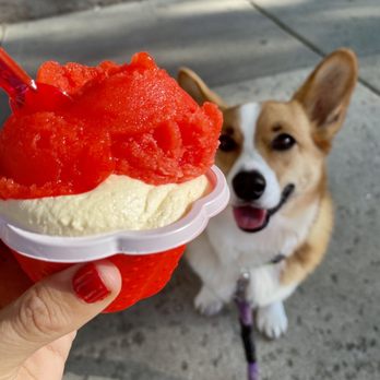 VinnyD's - Italian Ice Gelato - Gelato Near Me - Chicago, Illinois VinnyD's - Italian Ice Gelato - Gelato Near Me - Chicago, Illinois