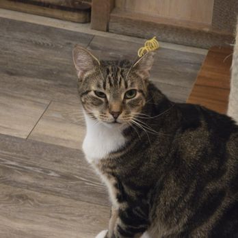 Catpurrccinos - Cat area - Themed Cafes Near Me - Huntington, New York Catpurrccinos - Cat area - Themed Cafes Near Me - Huntington, New York