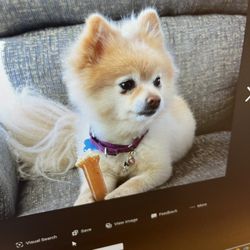 Woofs Pet Spa & Styling - Kira