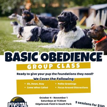 Pivotal Dog Training - Pet Training Near Me Pivotal Dog Training - Pet Training Near Me