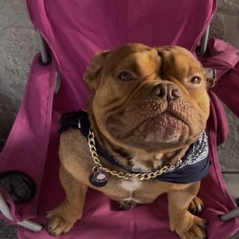 Contra Costa Animal Services - Thank you for our new family member - Animal Shelters Near Me - Martinez, California Contra Costa Animal Services - Thank you for our new family member - Animal Shelters Near Me - Martinez, California