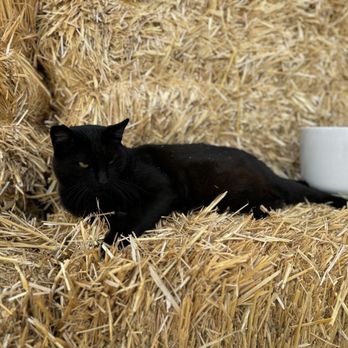 Glendora Gardens Nursery and Tree Farm - Felix the cat! So soft and friendly - Nurseries & Gardening Near Me - Glendora, California