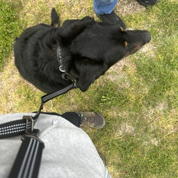 Strategic K9 Training - Pet Training Near Me - Spring Valley, California Strategic K9 Training - Pet Training Near Me - Spring Valley, California