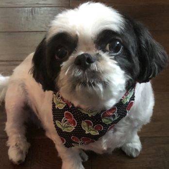 Fresh Wagg Grooming - Pet Groomers Near Me