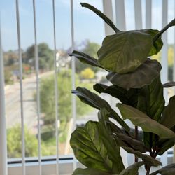 Artist Star Aesthetic Medicine - View from our window