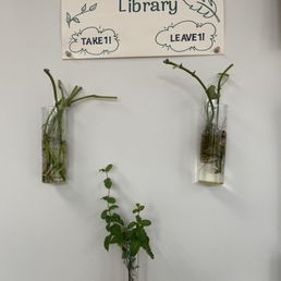 Plant propagation - A propagation library display features three glass vases with plants and a sign above them with instructions.