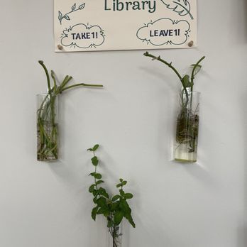 BRB Coffee - Plant propagation - A propagation library display features three glass vases with plants and a sign above them with instructions. - Coffee & Tea Near Me - Austin, Texas