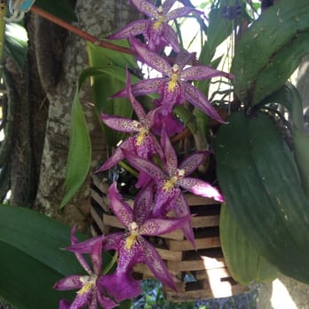Natural Orchids Boutique - These plant has 3 years and still blooms. Thank you Natural Orchids - Florists Near Me - Miami, Florida Natural Orchids Boutique - These plant has 3 years and still blooms. Thank you Natural Orchids - Florists Near Me - Miami, Florida