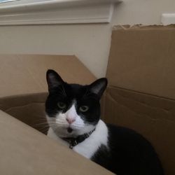 McDonald's - A cat
