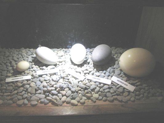 Willowbank Wildlife Reserve by null