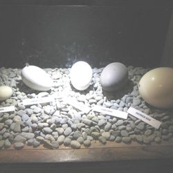 Willowbank Wildlife Reserve