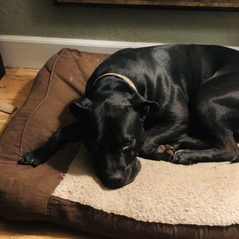 PAWS'itive Pals Dog Training - Now he and I have a clear communication style. - Pet Training Near Me - Grass Valley, California