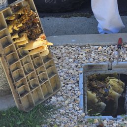 bee hive near street in cable company's box. bee hive near street in cable company's box.
