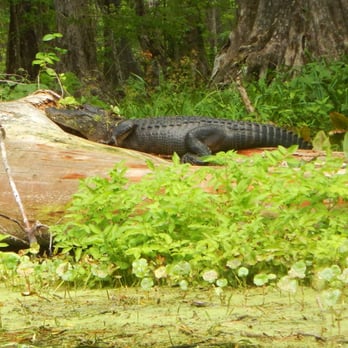 Florida Eco-Adventures - A gator we saw on the Silver River trip! - Rafting/Kayaking Near Me Florida Eco-Adventures - A gator we saw on the Silver River trip! - Rafting/Kayaking Near Me