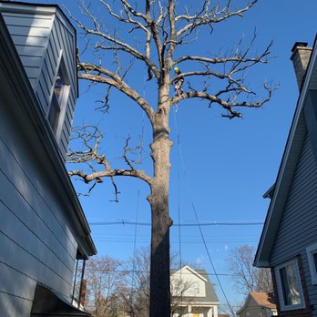 Express Tree Service - Size of our very tall oak tree - Tree Services Near Me - Brooklyn, Maryland