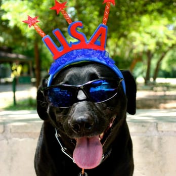 K9 Mastery - Patriotic Sweetie. - Pet Training Near Me - Bastrop, Texas K9 Mastery - Patriotic Sweetie. - Pet Training Near Me - Bastrop, Texas