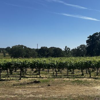 Rancho Roble Vineyards - Vineyard you can walk around - Wineries Near Me - Lincoln, California