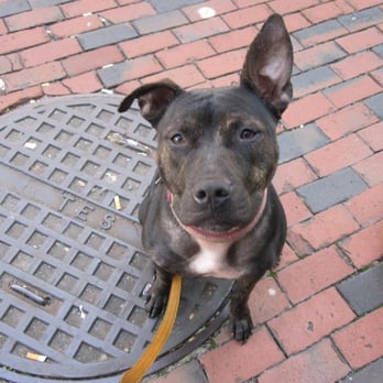 Dog World Rescue - Animal Shelters Near Me