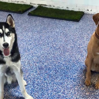 Super Paws Dog Training - Pet Training Near Me - Garden City Park, New York Super Paws Dog Training - Pet Training Near Me - Garden City Park, New York