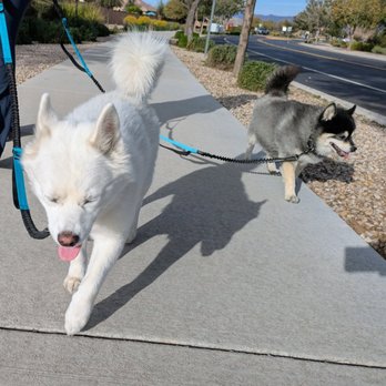 Premier Pet Sitters - Dog Walkers Near Me - Queen Creek, Arizona