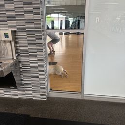 Dogs inside the gym--animal hair. Insane.
