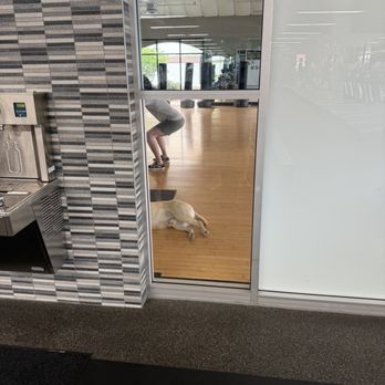 Fitness 19 - Dogs inside the gym--animal hair. Insane. - Trainers Near Me - Camarillo, California