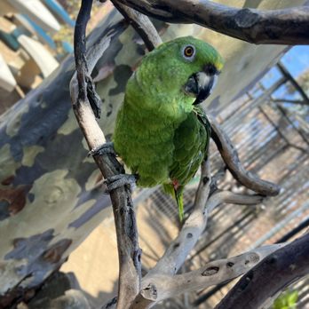 Free Flight - Animal Shelters Near Me - Del Mar, California Free Flight - Animal Shelters Near Me - Del Mar, California