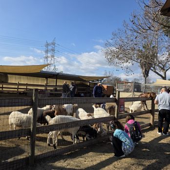 Barnyard Buddies - Feeding - Petting Zoos Near Me - Lakewood, California