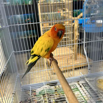 365 Pet Shop - Sun Conure - Pet Stores Near Me - Hialeah, Florida 365 Pet Shop - Sun Conure - Pet Stores Near Me - Hialeah, Florida