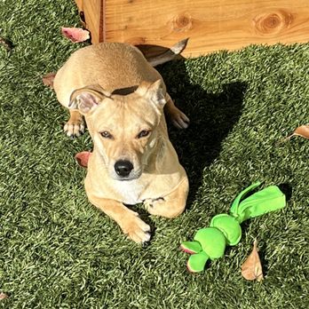Joybound - Animal Shelters Near Me - Walnut Creek, California